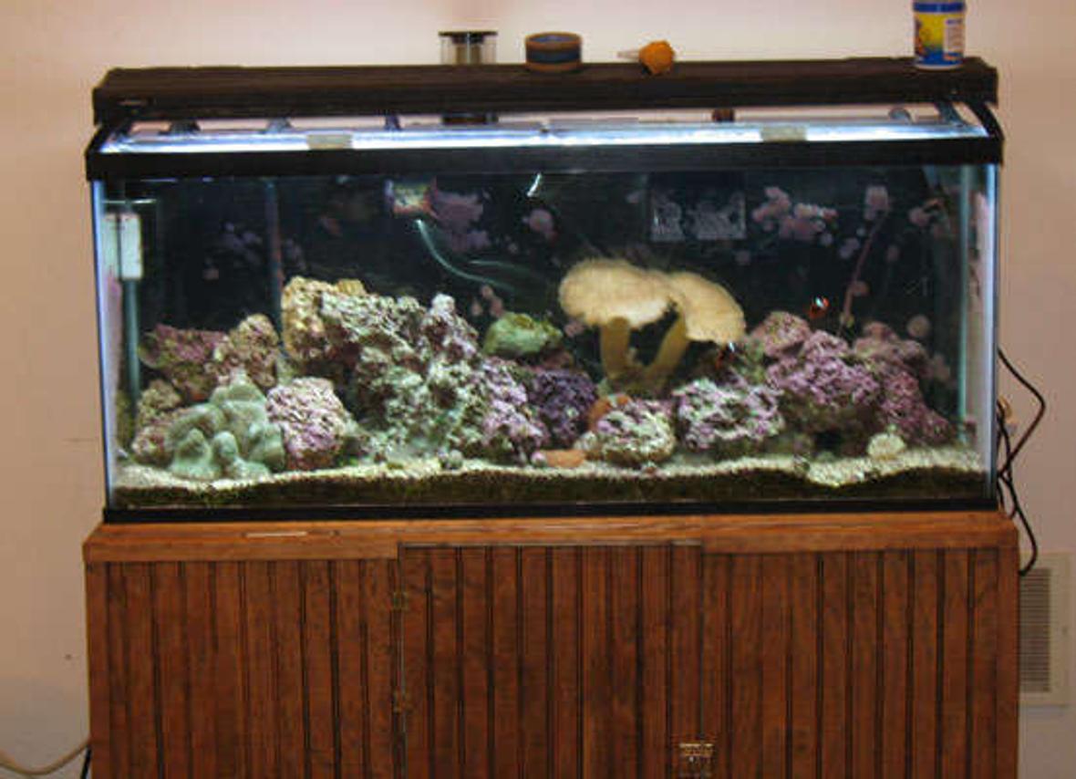 150 gallons reef tank (mostly live coral and fish) - 55 gal reef