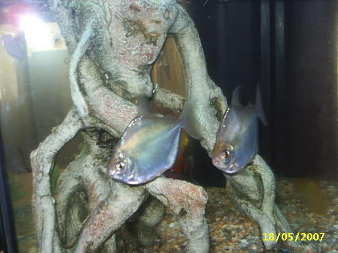 freshwater fish - metynnis argenteus - silver dollar stocking in 20 gallons tank - my 2 huge silver dollars side by side