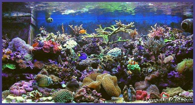 540 gallons reef tank (mostly live coral and fish) - my new tank vol 2
