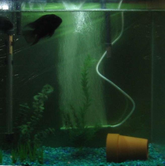 55 gallons freshwater fish tank (mostly fish and non-living decorations) - convicts