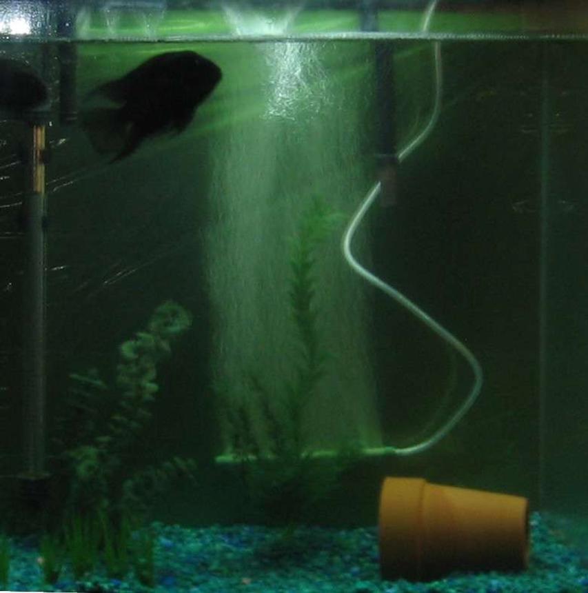 Rated #577: 55 Gallons Freshwater Fish Tank - convicts