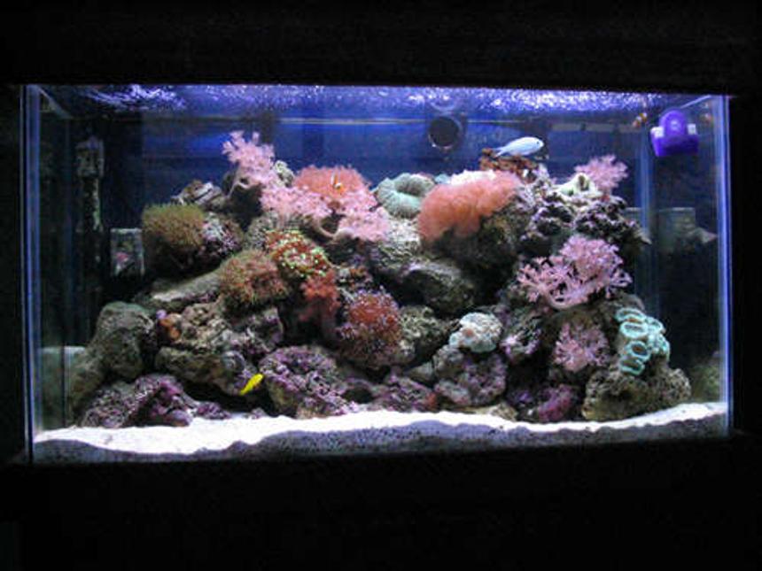 Rated #67: Reef Tank - 30 gallon reef... after doing this for a little while I know now how wrong my early setup was.. (first pics).. stocklist: 6 line wrasse, blue chromis, 2 false perculas and a yellow clown goby. Also a shrimp, sand starfish and a cleanup crew...