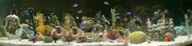 900 gallons reef tank (mostly live coral and fish) - reef tanks