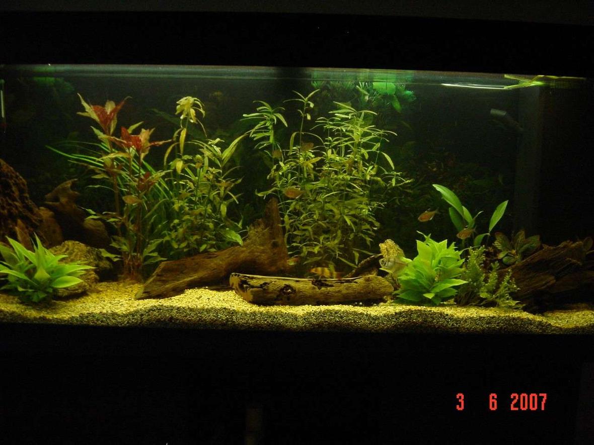 240 gallons planted tank (mostly live plants and fish) - My tank. Only been running a couple of months. Still has more fish to come. 1 x Angel 1 x Golden Nugget Pleco 1 x Black Widow Tetra 2 x Glowlight Tetra 3 x Red Eyed Tetra 4 x Bleeding Heart Tetra