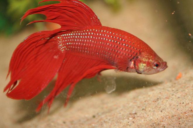 freshwater fish - betta splendens - betta - male stocking in 1 gallon tank - wanted for the murder of bob and leif