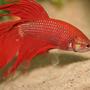 freshwater fish - betta splendens - betta - male stocking in 1 gallon tank - wanted for the murder of bob and leif