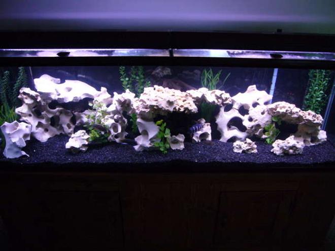 125 gallons freshwater fish tank (mostly fish and non-living decorations) - 125 g african cichlid tank. Just added 70 more pounds of texas holey rock.