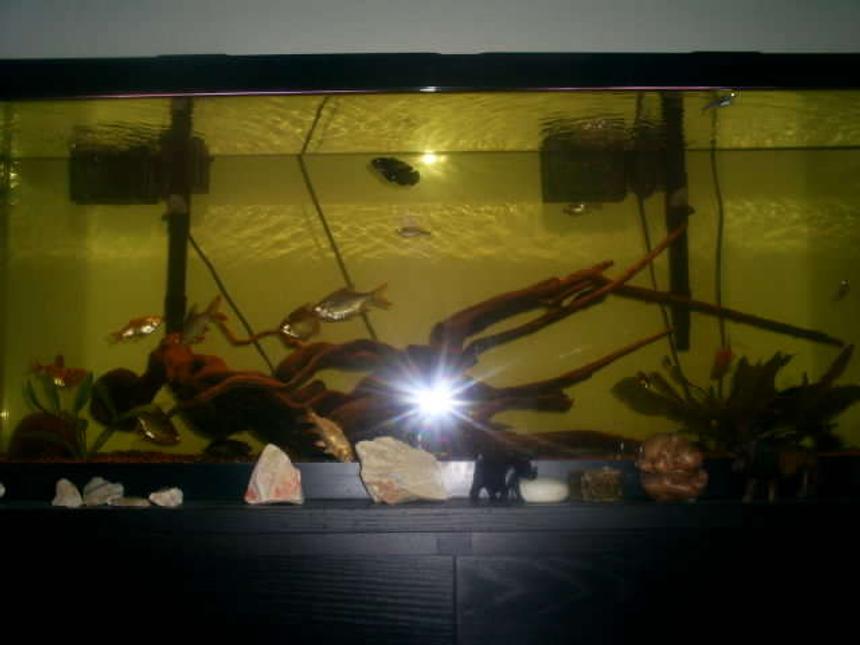 Rated #553: 50 Gallons Freshwater Fish Tank - My 50G long.