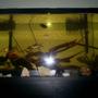50 gallons freshwater fish tank (mostly fish and non-living decorations) - My 50G long.
