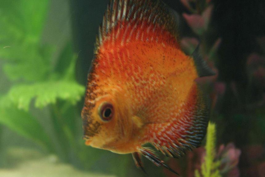 Rated #1282: Freshwater Fish - Symphysodon Spp. - Pigeon Blood Discus Stocking In 1 Gallon Tank - THE MOTHERSHIP
