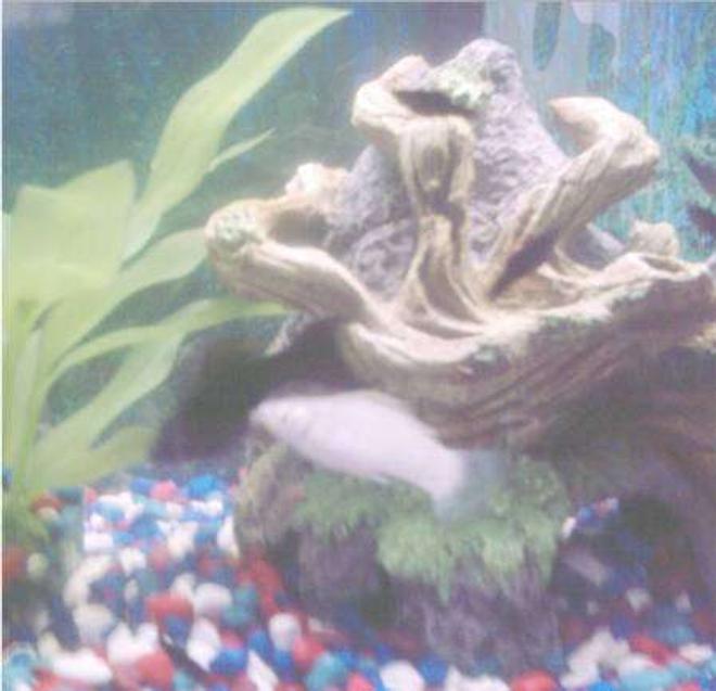 freshwater fish - poecilia velifera - platinum lyretail molly stocking in 10 gallons tank - My Molly Love Birds