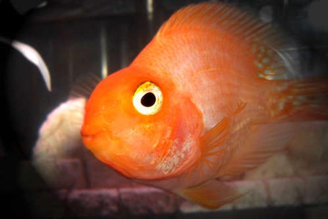 freshwater fish - heros severus x amphilophus citrinellum - blood parrot stocking in 10 gallons tank - This is our first parrot, Merry.