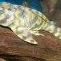 freshwater fish - peckoltia vittata - candy stripe pleco (l015) - L015 Xingu Vittata Plec