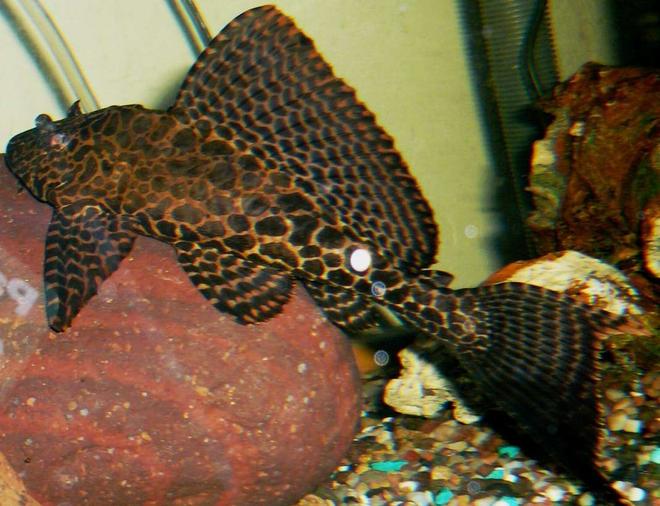 freshwater fish - glyptoperichthys gibbiceps - sailfin pleco (l-83) - My Gibby a little older but still a baby