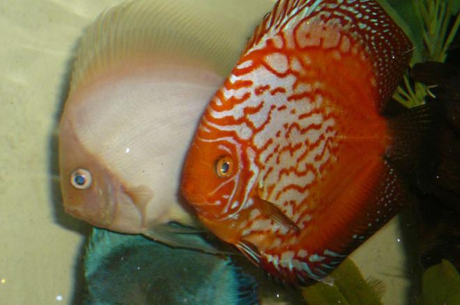 freshwater fish - symphysodon spp. - red leopard discus - The big boys out cruisin' for chicks