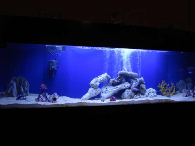 125 gallons saltwater fish tank (mostly fish, little/no live coral) - 125 yr old building up to reef .