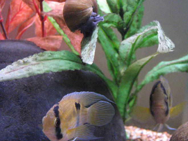 freshwater fish - cleithracara maronii - keyhole cichlid stocking in 50 gallons tank - Keyhole Cichlid Pair
Snail