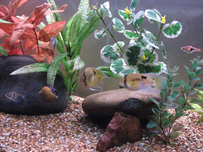 freshwater fish - cleithracara maronii - keyhole cichlid stocking in 50 gallons tank - Keyhole Cichlid Pair 
Black Widow Tetras
Harlequin Rasboras
Snail