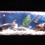 55 gallons freshwater fish tank (mostly fish and non-living decorations) - my tank