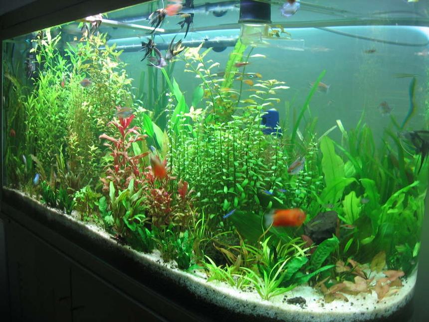 Rated #58: 75 Gallons Planted Tank - my u tank