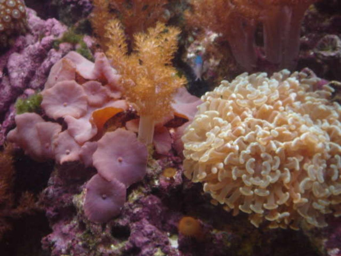 corals inverts - euphyllia paranchora - hammer / anchor coral, branching stocking in 120 gallons tank - Mushroom and Hammer