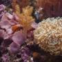 corals inverts - euphyllia paranchora - hammer / anchor coral, branching stocking in 120 gallons tank - Mushroom and Hammer