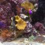 fish tank picture - Huge Sea Hare (5in) Brain Coral etc...