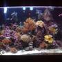 120 gallons reef tank (mostly live coral and fish) - My baby