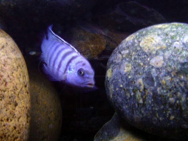 freshwater fish - aulonocara stuartgranti - peacock cichlid stocking in 55 gallons tank - malawi