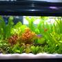 85 gallons planted tank (mostly live plants and fish) - my 15 gallons tank