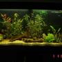 240 gallons freshwater fish tank (mostly fish and non-living decorations) - my tank.