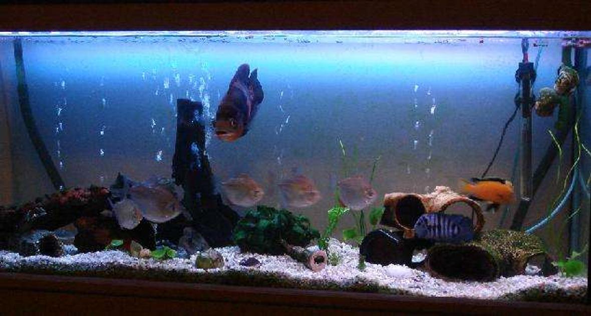 60 gallons freshwater fish tank (mostly fish and non-living decorations) - When the oscar goes I'll give it a facelift...