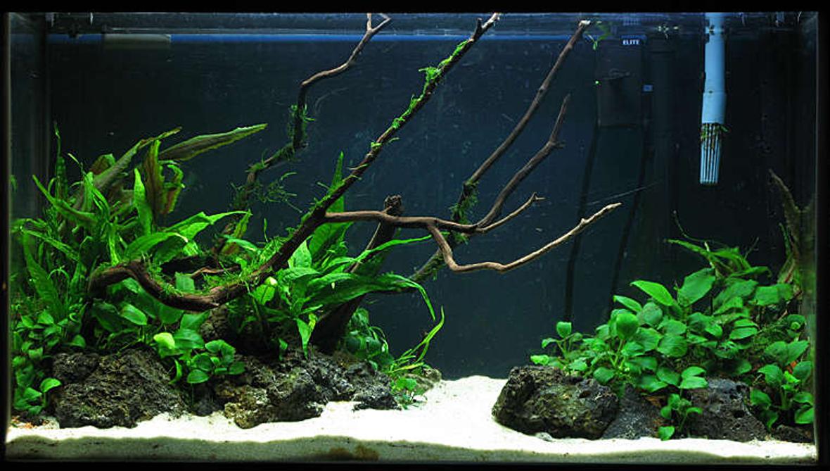 60 gallons planted tank (mostly live plants and fish) - 29g Low light Tank Java fern, Crypts, Anubias, Moss, ... 3 Apistogramma bitaeniata 1 otto
