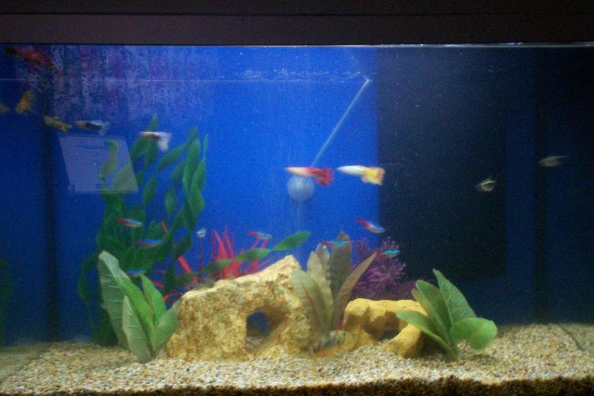 Rated #532: 10 Gallons Freshwater Fish Tank - My 60 litre tetra tank with fake plants, 8 neon tetras, 4 black neons, 1 bristlenose cat, 2 pepper corys, and 1 male betta