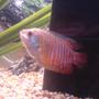 freshwater fish - colisa lalia - dwarf gourami stocking in 24 gallons tank - dwarf gourami