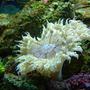 corals inverts - epicystis crucifer - rock flower anemone stocking in 46 gallons tank - Rock flower