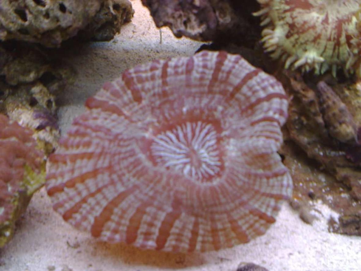 corals inverts - acanthophyllia deshayesiana - doughnut coral stocking in 55 gallons tank - not sure of the name, but if someone knows could they please let me know.