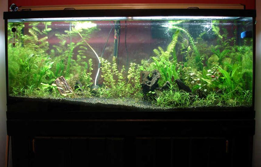 Rated #1153: 55 Gallons Planted Tank - 55 gallon