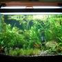 55 gallons planted tank (mostly live plants and fish) - 20 gallon