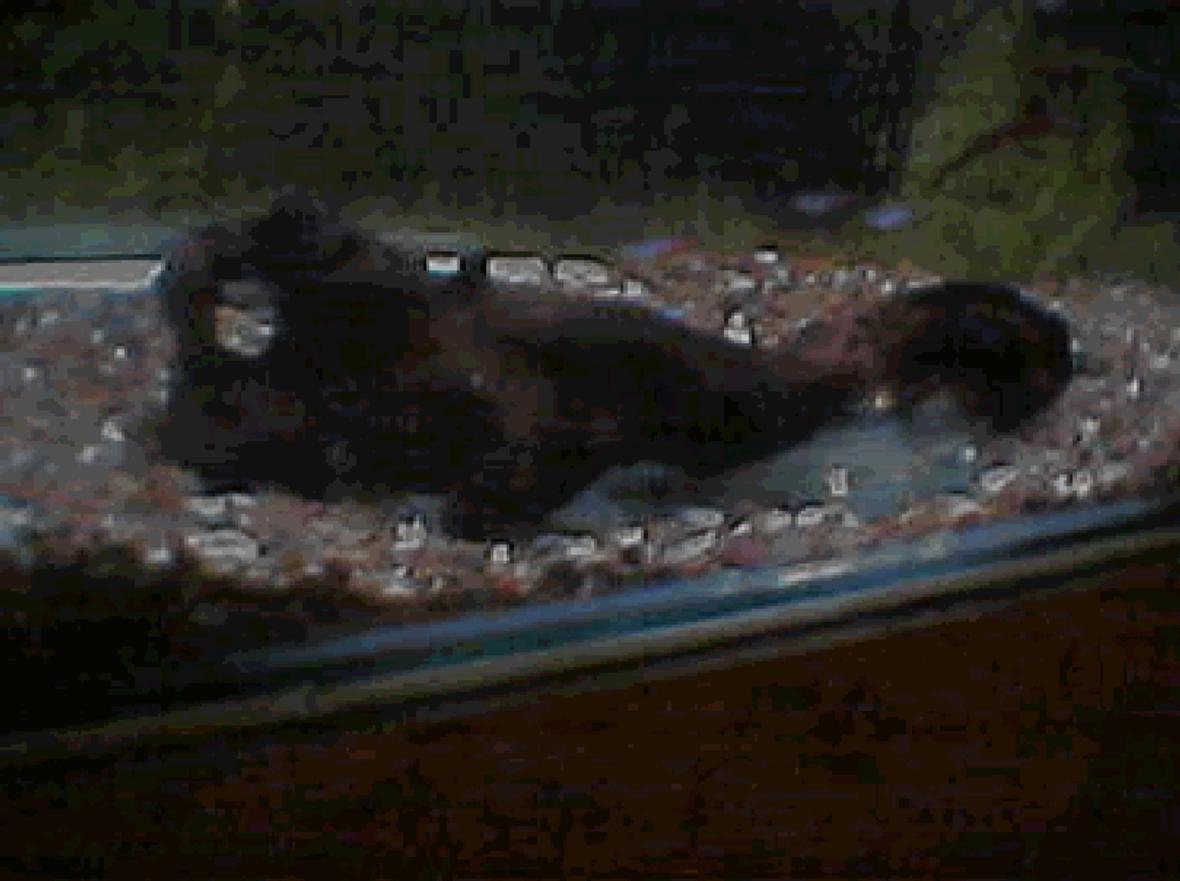 25 gallons freshwater fish tank (mostly fish and non-living decorations) - ADVISE PLEASE