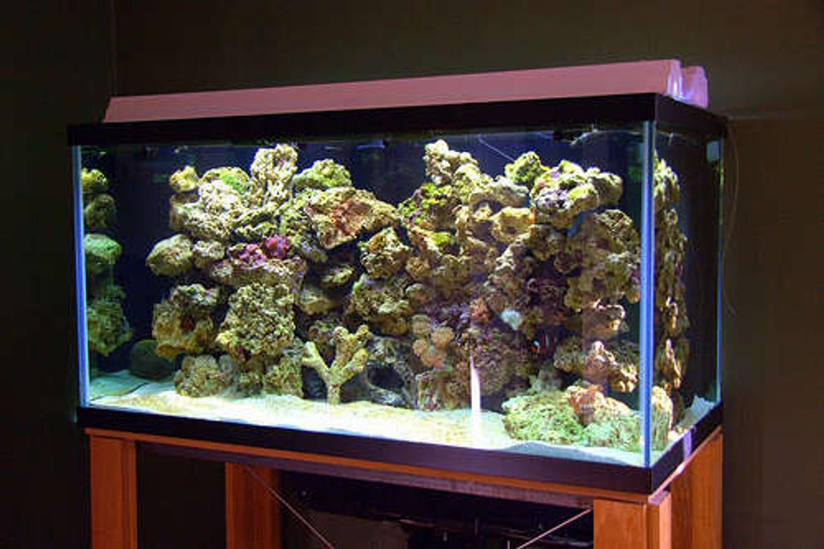 120 gallons reef tank (mostly live coral and fish) - hi