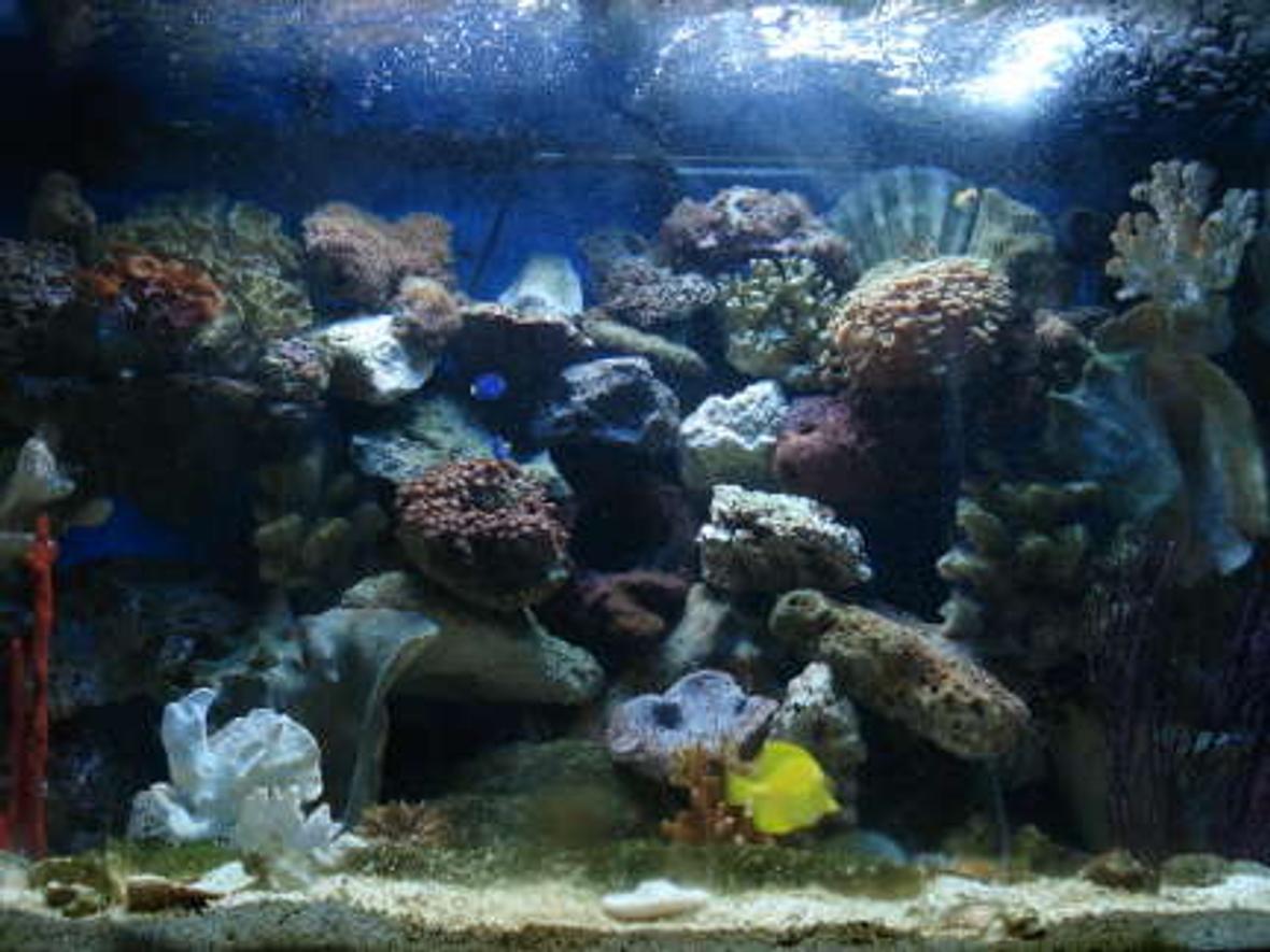 65 gallons reef tank (mostly live coral and fish) - Full View