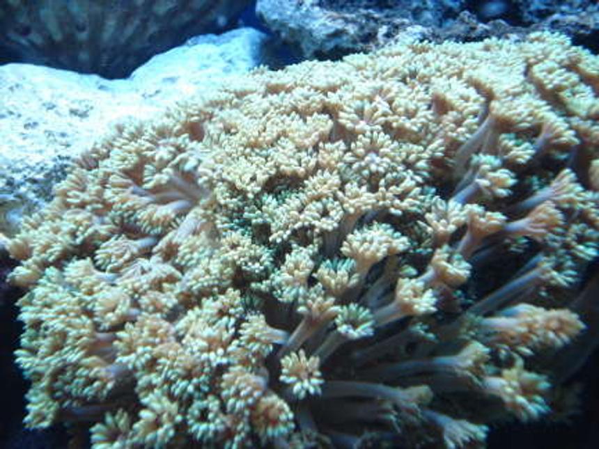 Rated #50: Corals Inverts - Goniopora Sp. - Flower Pot Coral Stocking In 65 Gallons Tank - Flower Pot