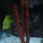 corals inverts - ptilocaulis sp. - tree sponge stocking in 65 gallons tank - Yellow Tang and Red Sponge