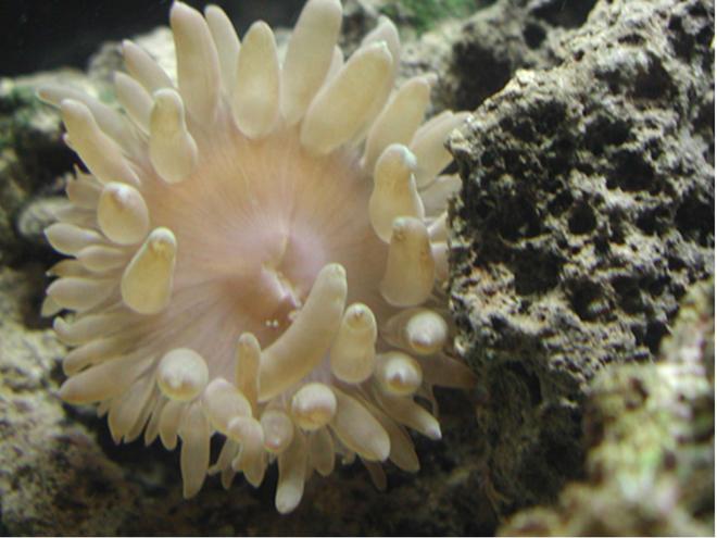corals inverts - heteractis crispa - sebae anemone stocking in 20 gallons tank - My pink tipped anemone, he seems happy in this pic.