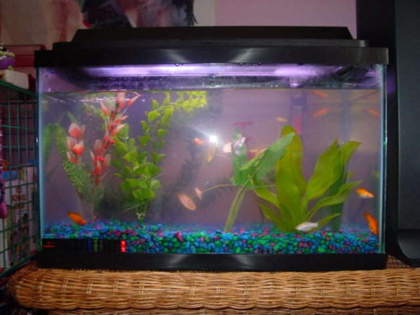 Rated #576: 150 Gallons Freshwater Fish Tank - A ten gallon tank ( starter kit ) mostly dominated mollies except for one shark the Lila and one other fish the Pictus Cat Fish.