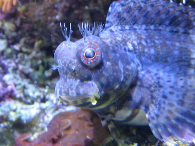 saltwater fish - salarias fasciatus - sailfin/algae blenny stocking in 65 gallons tank - Lawnmower Blenny