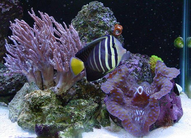 saltwater fish - zebrasoma veliferum - sailfin tang stocking in 65 gallons tank - Sailfin Tang