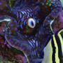saltwater fish - zebrasoma veliferum - sailfin tang stocking in 65 gallons tank - Sailfin Tang