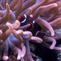 saltwater fish - premnas biaculeatus - maroon clownfish stocking in 65 gallons tank - Maroon Clown Hosting In Rose Anemone